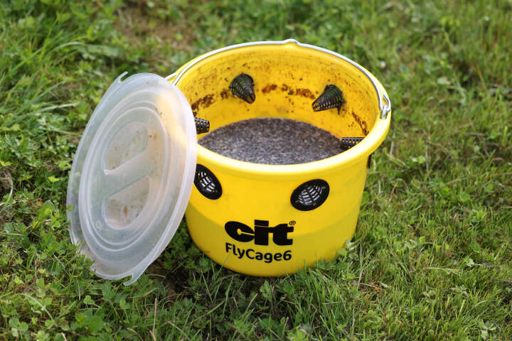 cit Fliegenfalle FlyCage inklusive Lockstoff